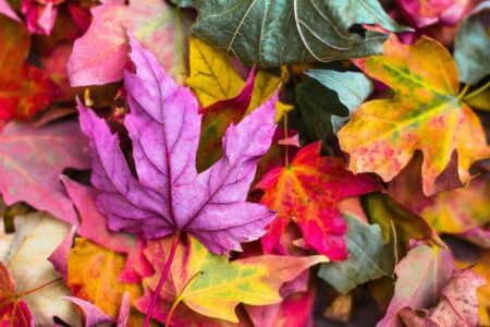 Grande Festa d’Autunno
